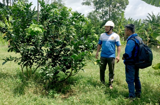 UBND xã Quế Phước (Nông Sơn) thành lập đề án phát triển kinh tế hiểu quả mang tính bền vững dựa trên điều kiện tự nhiên của địa phương. Ảnh: VINH CÔNG