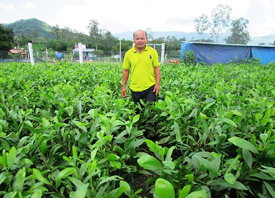 Cơ sở ươm cây giống lâm nghiệp của ông Nguyễn Ngọc Vui ở thôn Thắng Tây (Quế An, Quế Sơn) đạt doanh thu 1,5 - 1,8 tỷ đồng/năm. Ảnh: V.SỰ