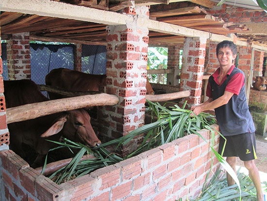 Mô hình chăn nuôi bò vỗ béo ở xã Quế Minh mang lại hiệu quả kinh tế cao. Ảnh: VĂN SỰ