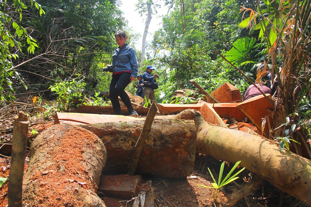 Nhiều gốc cây lớn bị chặt hạ trong vụ phá rừng lớn ở Chà Vàl. Ảnh: A.N