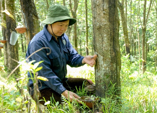 14ha cao su của cựu chiến binh Lê Thị Phượng cho hiệu quả kinh tế cao.