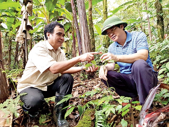 Ông Hồ Văn Du (bên trái) giới thiệu với Bí thư Tỉnh ủy, Chủ tịch HĐND tỉnh Nguyễn Ngọc Quang về cây sâm đang cho hạt giống.  Ảnh: HOÀNG THỌ