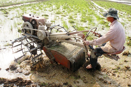 Cơ giới hóa trong sản xuất lúa ở huyện Thăng Bình. Ảnh: QUANG VIỆT