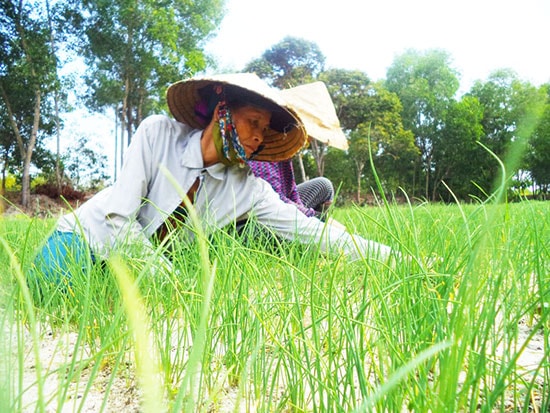 Xây dựng nhãn thương hiệu nén An Phú giúp nông dân quảng bá sản phẩm, mở rộng sản xuất. Ảnh: T.Q