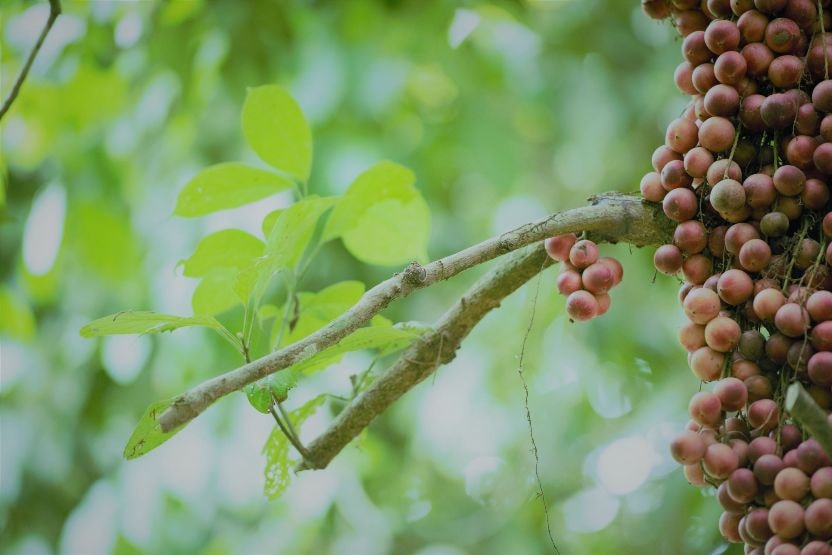 Dâu đất còn gọi là dâu da, thuộc  thân gỗ. Quả mọc ở thân cây và trên các cành to, khi chin dâu có màu đỏ hoặc vàng rất đẹp mắt. 