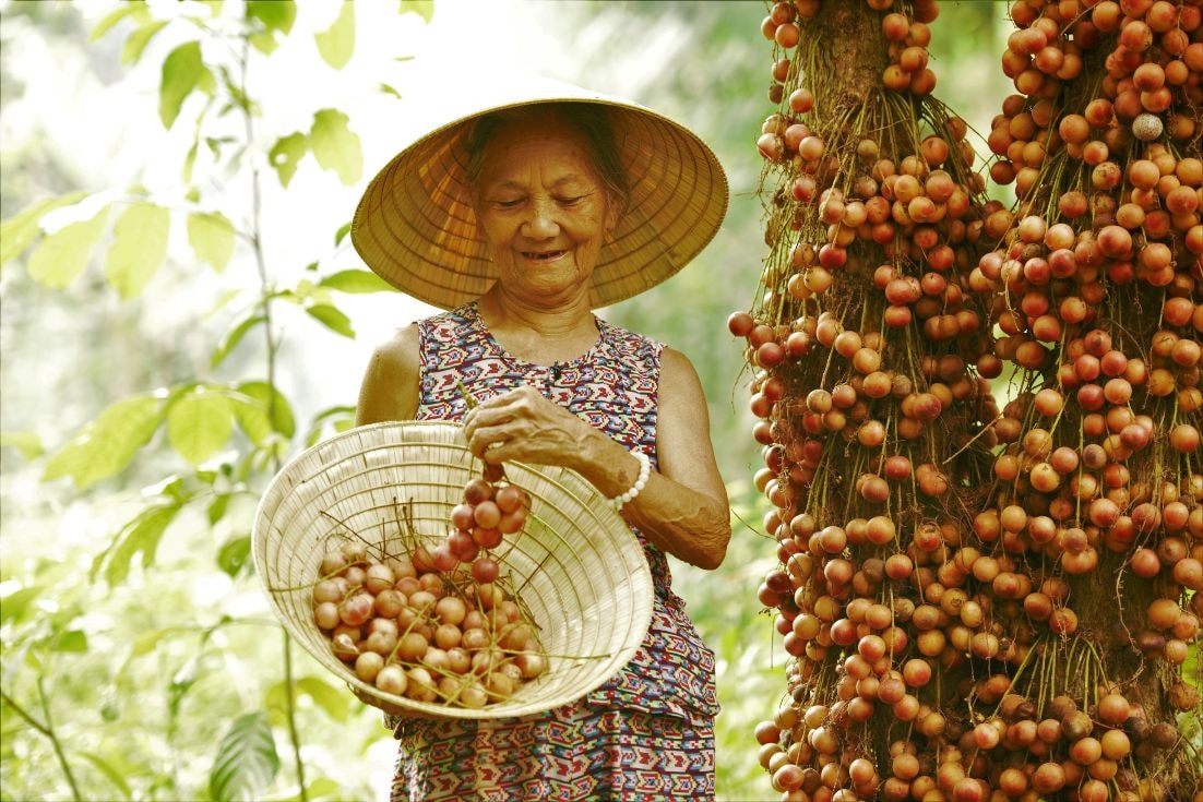 Mẹ Trần Thị Hòe ở thôn Bình Yên, thị trấn Tiên Kỳ (huyện Tiên Phước) tại vườn dâu nhà mình.