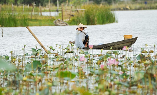 Vẻ đẹp của những bông sen cuối mùa càng làm cho buổi đánh bắt của ngư dân thêm phần thi vị.