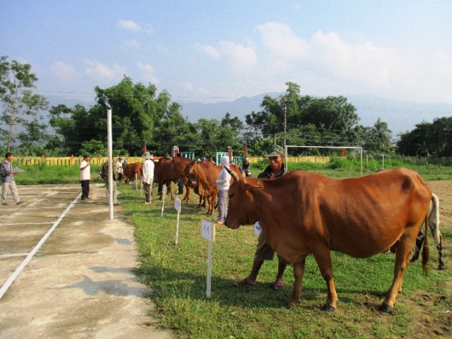 Cuộc thi thu hút 10 chú bò đẹp nhất đến từ 10 thôn trên địa bàn xã Đại Hồng tham dự. Ảnh: H.LIÊN