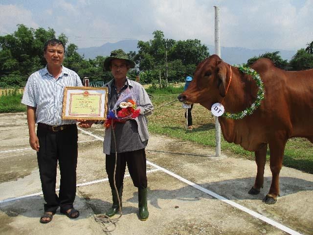 Trao giải cho những chú bò đẹp, khỏe đạt các tiêu chí do ban tổ chức đưa ra. Ảnh: N.DUY