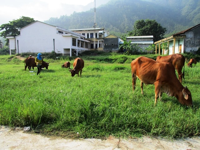 “thí sinh bò”  nhởn nhơ gặm cỏ trước giờ thi. Ảnh: H.LIÊN