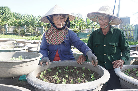 Ông Nguyễn Văn Sáu cùng vợ cấy giống hoa cúc đại đoá trồng bán dịp Tết Nguyên đán. Ảnh: NHƯ TRANG