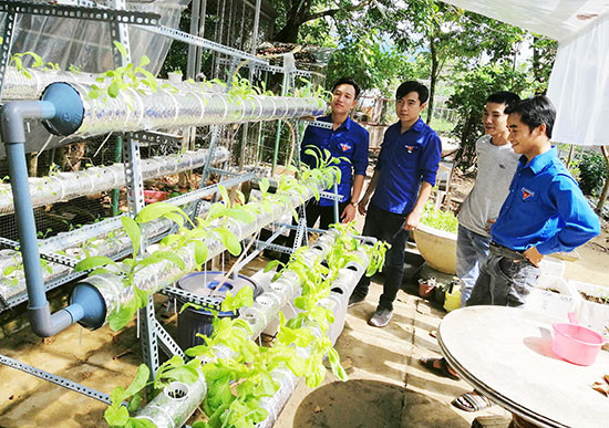 Mô hình trồng rau thủy canh của tổ hợp tác chăn nuôi Đoàn xã Đại Hồng.