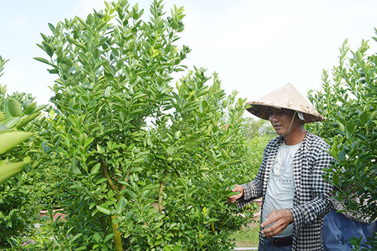 Trồng quật ở xã Cẩm Hà, Hội An. Ảnh: V.L