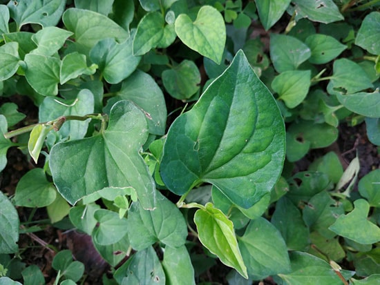 Rau diếp cá. 