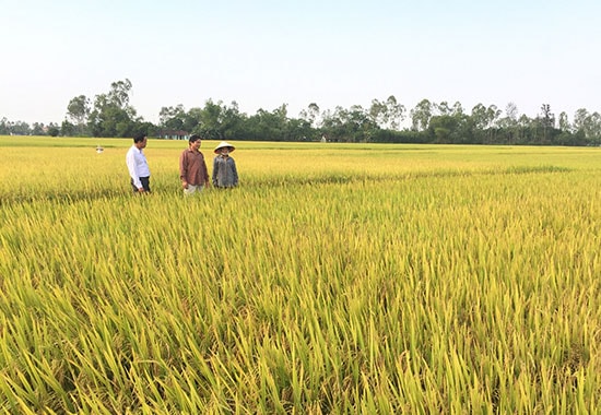 Mô hình cánh đồng thông minh ở xã Bình Chánh. Ảnh: QUANG VIỆT