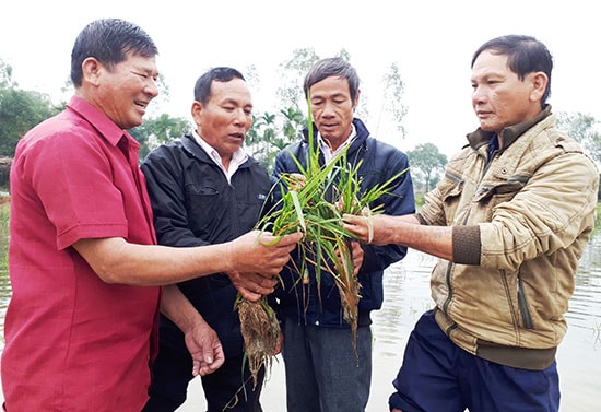 Ông Nguyễn Trường Sơn - Giám đốc HTX Nông nghiệp hữu cơ Bình Quý, huyện Thăng Bình (ngoài cùng bên trái) cùng xã viên luôn tìm cách gia tăng chất lượng sản phẩm... Ảnh: XUÂN HIỀN