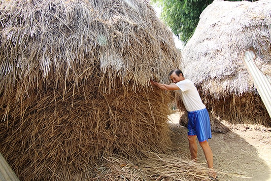 Hai ụ rơm lớn ông Bảy vừa chất sau vụ hè thu. Ảnh: C.V