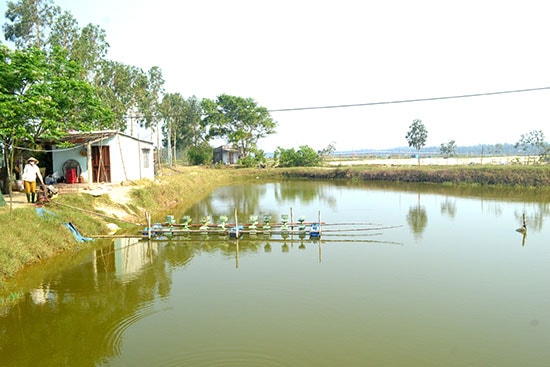 Nuôi tôm nước lợ ở vùng triều được đầu tư rất sơ sài vào thời điểm này. Ảnh: QUANG VIỆT