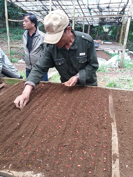 Chính sách phát triển cây sâm Ngọc Linh đã tạo ra chuyển biến tích cực, hiện có nhiều tập đoàn, doanh nghiệp đăng ký đầu tư vào vùng sâm.  TRONG ẢNH: Gieo hạt sâm để tạo nguồn giống. Ảnh: M.Đ