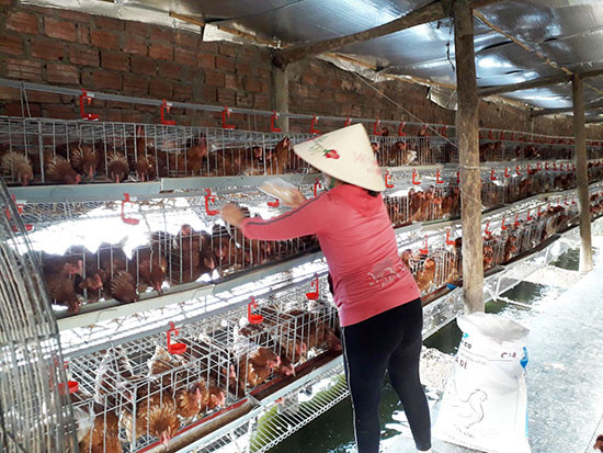 Mô hình nuôi gà lấy trứng thương phẩm của bà Phan Thị Thanh Vân, thôn Cẩm Văn Bắc, xã Điện Hồng. Ảnh: P.PHƯƠNG