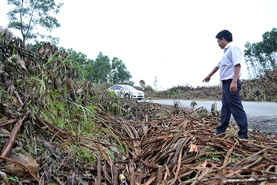 Người dân khai thác keo vứt vỏ, cành và lá cây lấp mương thoát nước dọc trên ĐT617. Ảnh: C.TÚ