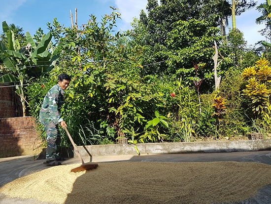 Áp dụng mô hình ICM, ông Võ Văn Việt rất phấn khởi vì giảm được chi phí trồng lúa mà năng suất đạt cao hơn. Ảnh: D.L