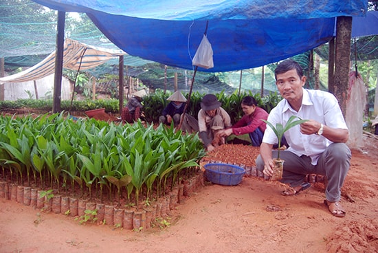 Ông Hai Tùng với công nhân đang cho trái cau nhú mầm vào bọc  ươm để xếp vào luống.