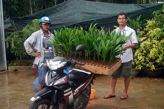 Anh Tiên – một người mua trái cau non bán cho các lò sấy cau xuất khẩu đang mua cây cau con của ông Hai Tùng để đổi lấy trái cau non thay vì trả bằng tiền theo yêu cầu của người bán cau non.