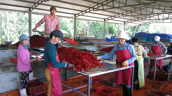 Không dễ thu hút doanh nghiệp đầu tư vào nông nghiệp, nông thôn.Ảnh: T.DŨNG