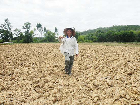 Do hạ tầng thủy lợi chưa được xây dựng đồng bộ nên nhiều diện tích đất sản xuất lúa của Quế Sơn thường phải bỏ hoang trong vụ hè thu. Ảnh: VĂN SỰ