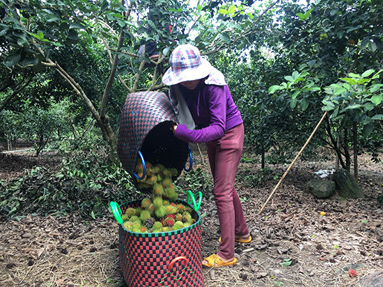 Chôm chôm là loại trái cây Nam Bộ đầu tiên được trồng ở Núi Thành, Quảng Nam.