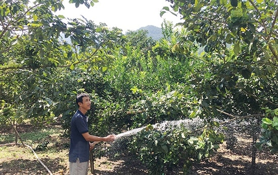 Anh Tùng thường xuyên tưới nước, bón phân một cách khoa học để vườn cây phát triển tốt nhất. Ảnh: VĂN VIỆT