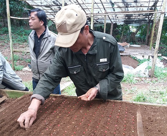 Cán bộ kỹ thuật Trung tâm Phát triển sâm Ngọc Linh và dược liệu Quảng Nam gieo hạt giống sâm Ngọc Linh. 