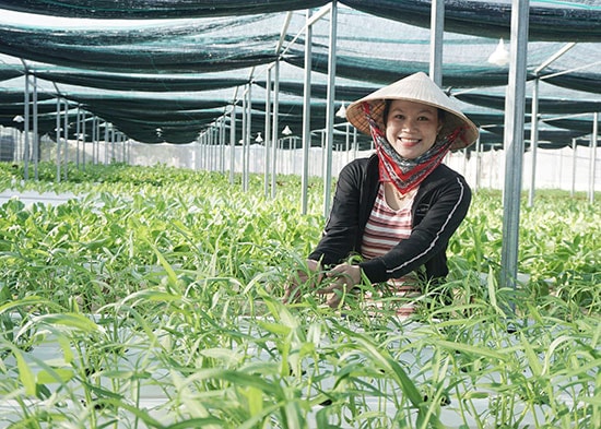 Nguyễn Thị Y khởi nghiệp với vườn rau thủy canh Boppy‘s Farm tại xã Duy Hải, huyện Duy Xuyên. Ảnh: NHƯ TRANG