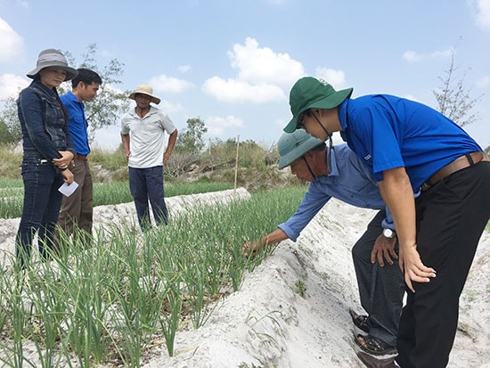 Sử dụng các biện pháp sinh học trong phòng trừ dịch bệnh trên cây kiệu đã đem lại hiệu quả tích cực. Ảnh: T.S