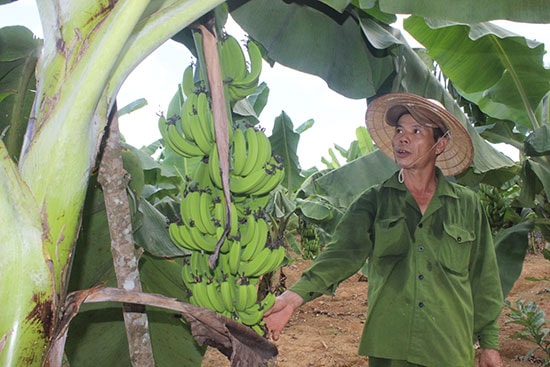 Ông Phạm Hồng với mô hình chuối cấy mô đang phát triển rất tốt tại xã Tiên Hà. Ảnh: D.L