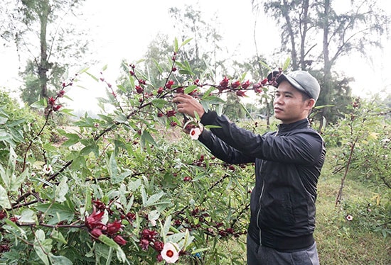 Anh Vương Hùng Hiếu (phường Điện Dương, thị xã Điện Bàn) với 3 sào cây atiso đỏ cho rất nhiều quả. Ảnh: N.T