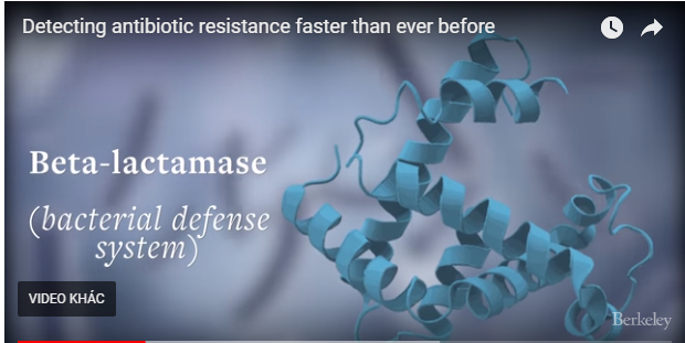 Dò tìm nhanh beta-lactamase