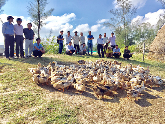 Tham quan mô hình chăn nuôi vịt biển của hộ gia đình ông Đoàn Văn Sanh tổ 11, thôn Bình An.