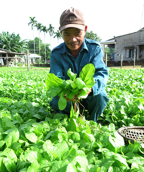 Ông Nguyễn Văn Nam đang thu hoạch rau cải đường. Ảnh: LÊ NGỌC PHƯỚC.