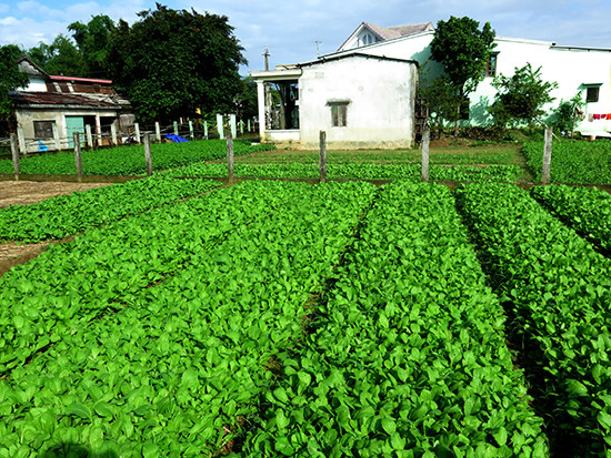 Một góc vùng chuyên canh rau sạch của người dân khu dân cư kiểu mẫu thôn Quảng Đại 2. Ảnh: LÊ NGỌC PHƯỚC.
