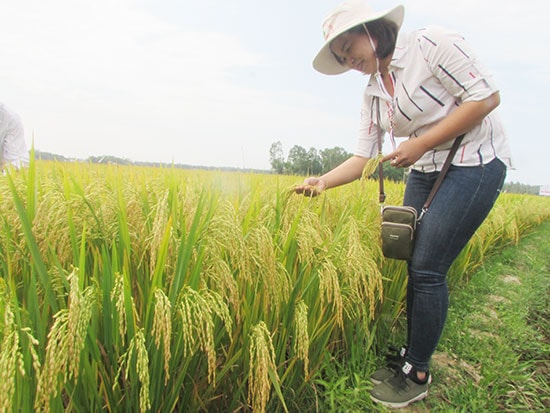 Nhờ đầu tư đồng bộ, hiệu quả, nhiều vụ thu hoạch trên địa bàn Núi Thành đạt năng suất, sản lượng cao. Ảnh: V.P