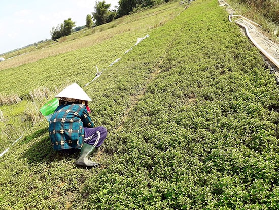 Trồng cây rau húng cho thu nhập khá ở Điện Nam Trung.Ảnh: P.PHƯƠNG