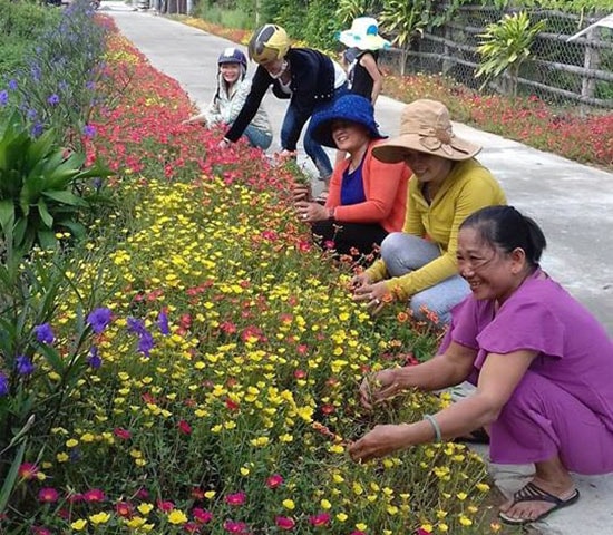 Trồng và chăm sóc đường hoa ở Cẩm Sa. Ảnh: Q.T