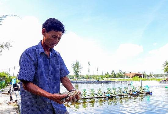 Gần 90 vạn tôm của ông Thêm chết bất thường trong đêm. Ảnh: H.Q