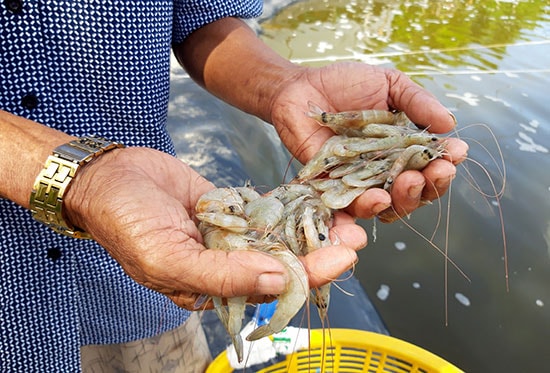 Mẫu tôm chết có màu trắng, mắt đỏ. Ảnh: H.Q