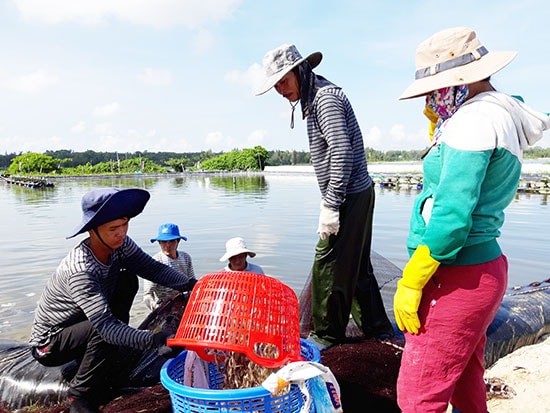 Công nhân đang trục vớt số tôm chết lên và tìm cách xử lý. Ảnh: H.Q