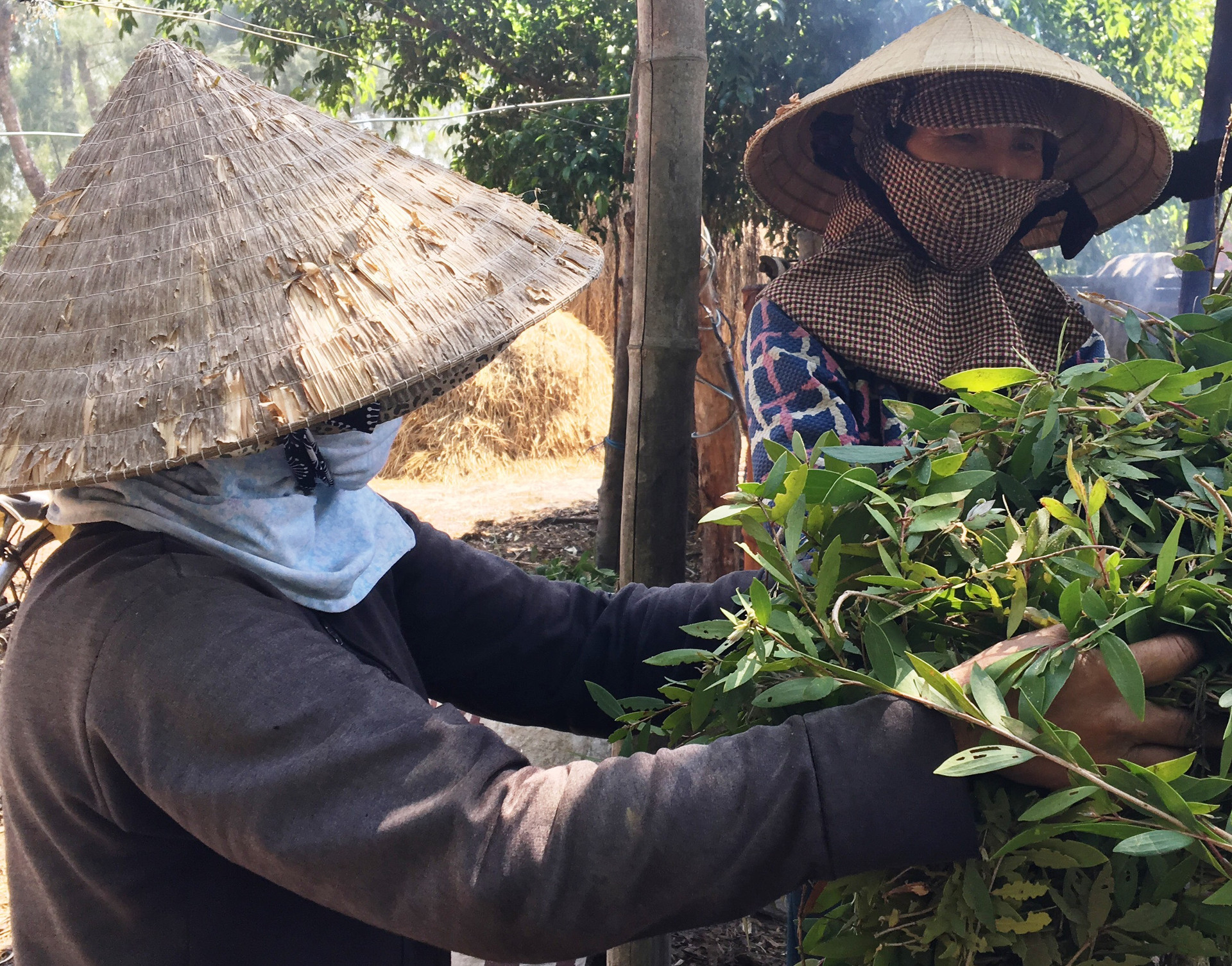 Nghề hái lá tràm, tuy vất vả nhưng có thêm thu nhập, mang lại niềm vui cho nhiều người dân ở huyện Thăng Bình. Ảnh : TRANG LY