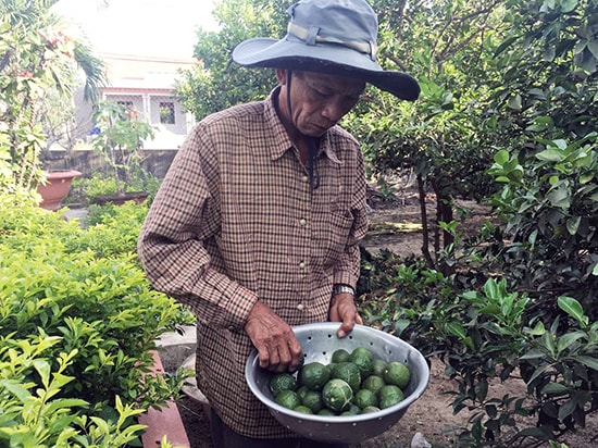 Quả chanh núi mà vươn của cụ Ánh trồng đang đem lại nguồn thu nhập ổn định cho gia đình cụ.