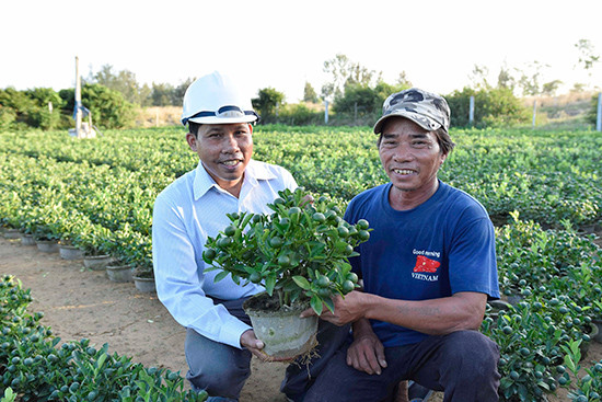 Anh Máy ghé thăm vườn quật nhí hàng nghìn chậu của anh Nguyễn Quảng (bên trái, là khách hàng thân thiết, với số lượng lớn), sẽ phục vụ Tết 2019 sắp tới.